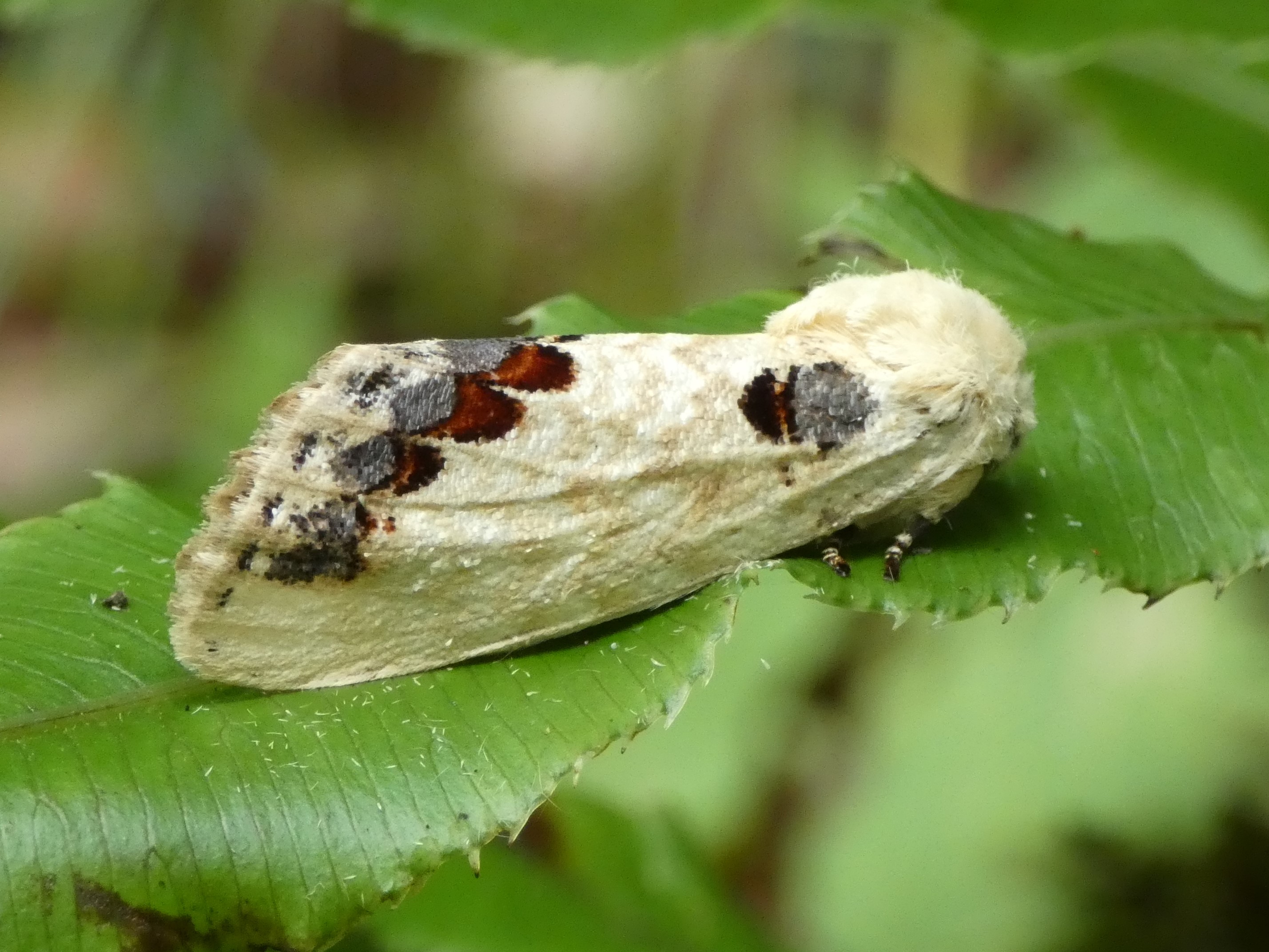 photo_6